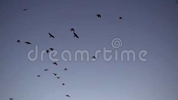 一群鸟在缓慢地飞行视频的预览图