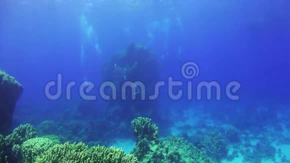 潜水员游过珊瑚礁视频的预览图