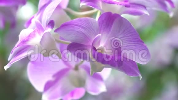 美丽的紫兰花盛开在花园里大自然的背景视频的预览图