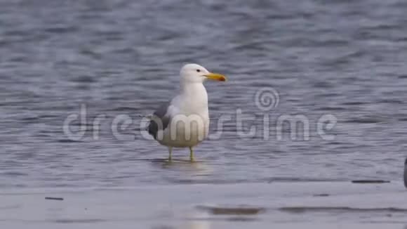 草原海鸥拉勒斯卡钦南人站在浅水中休息视频的预览图