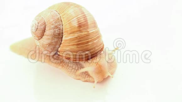 蜗牛在白色上慢慢爬行视频的预览图