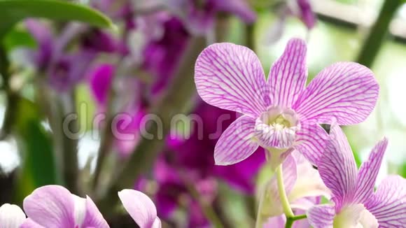 美丽的紫兰花盛开在花园里大自然的背景视频的预览图