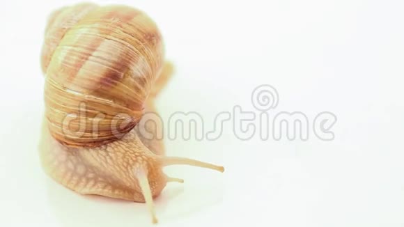 蜗牛在白色上慢慢爬行视频的预览图