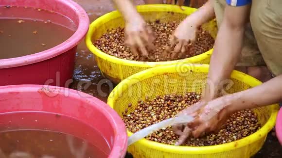 4农民们在卖咖啡豆之前就把咖啡豆洗得干干净净视频的预览图