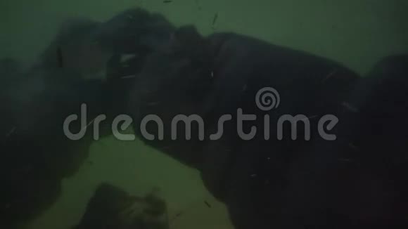 河马河马动物园动物视频的预览图