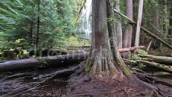 美丽的古森林松背后有高大的瀑布视频的预览图