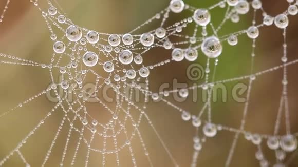 蜘蛛网和水滴在早晨视频的预览图
