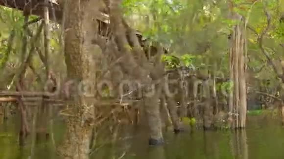 泛滥的森林和一座高木桥柬埔寨视频的预览图