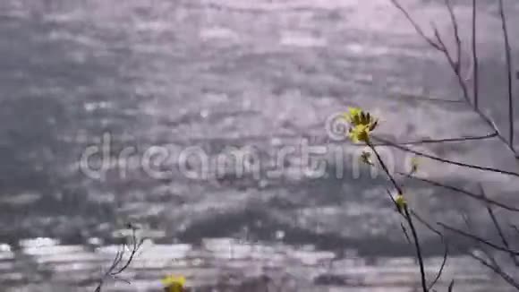 在多瑙河的后面田野的花朵迎风飘扬视频的预览图