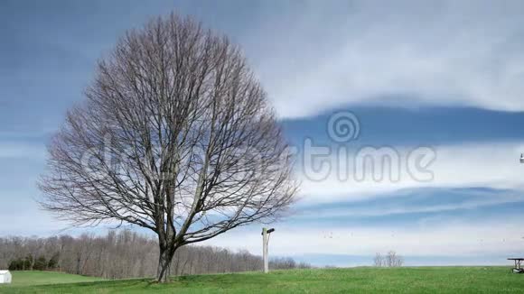 带云蓝天的时光流逝孤树视频的预览图