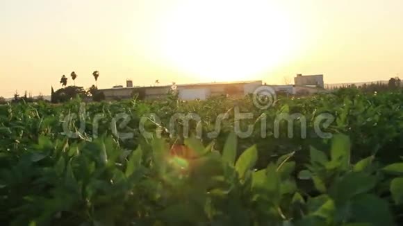 关闭和多利拍摄的种植土豆视频的预览图