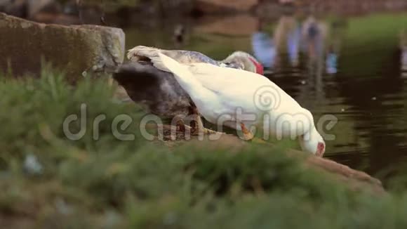 日本野生鸟类花园视频的预览图