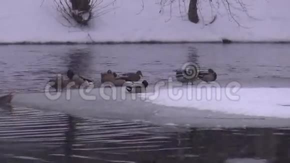 冰上鸭子和无冰池塘视频的预览图