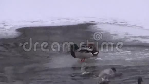 冰上鸭子和无冰池塘视频的预览图