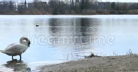 河里的白色天鹅4K视频的预览图