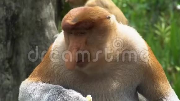 雄性Proboscis猴子NasalisLarvatus咀嚼食物濒危野生动物视频的预览图