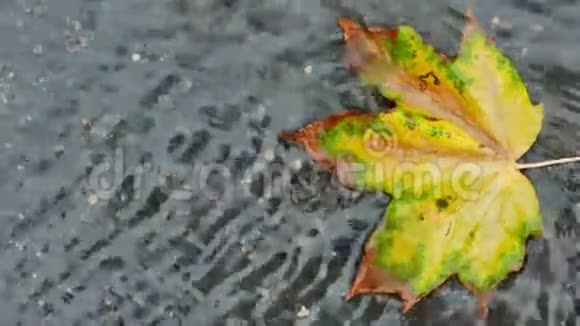 在柏油路上的一片小溪里五颜六色的枫叶视频的预览图