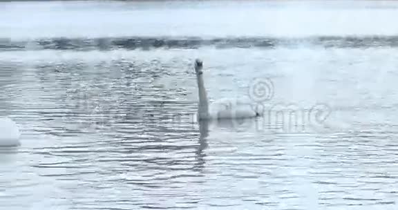 河里的白色天鹅4K视频的预览图