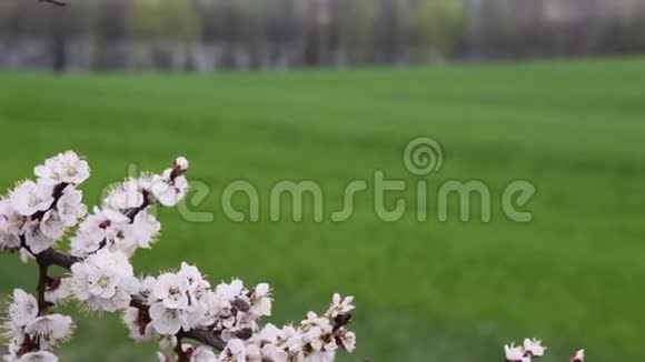 樱花在绿色的田野前视频的预览图