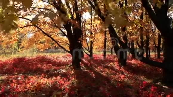 美丽的秋树和阳光视频的预览图