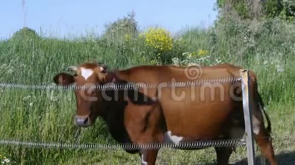 牧场上的牛视频的预览图