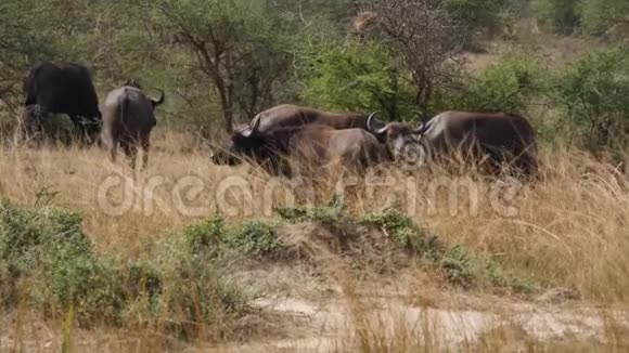 水牛在非洲大草原放牧视频的预览图