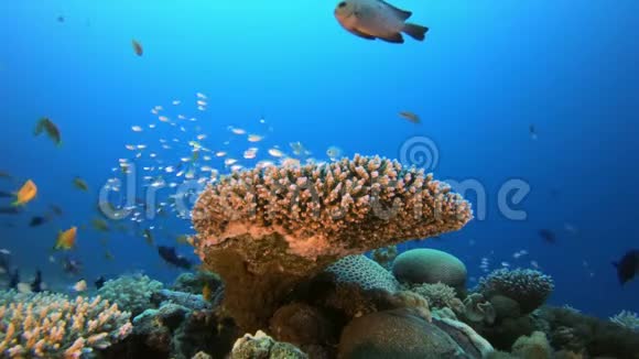 珊瑚礁海洋生物视频的预览图