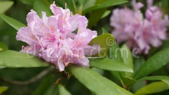 红杜鹃花序的粉红色紫色花视频的预览图