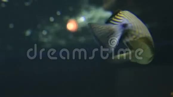 红海帆唐扎布拉索马视频的预览图