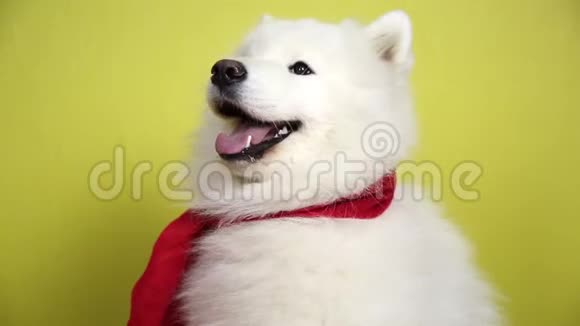 戴着红领巾的白狗视频的预览图