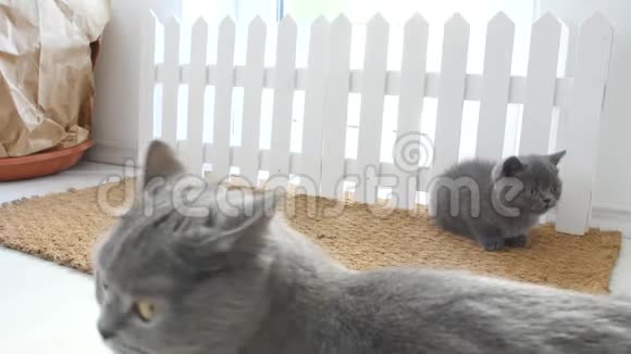 小猫在门垫上视频的预览图