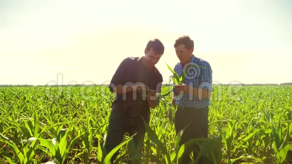 玉米两个农民研究智能手机通过他的领域走向相机慢速视频玉米地农业视频的预览图