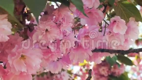 美丽的樱花樱花樱花或具有美丽自然背景的樱花视频的预览图