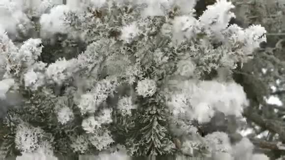 松枝覆雪视频的预览图