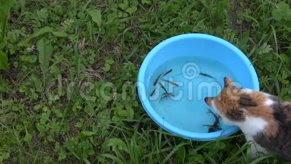 一条鲫鱼在蓝碗中捕食小鱼视频的预览图