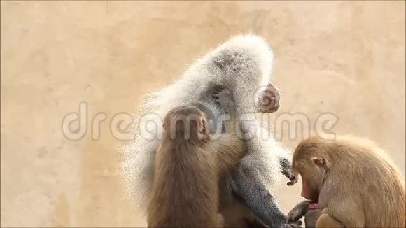 狒狒互相照顾视频的预览图