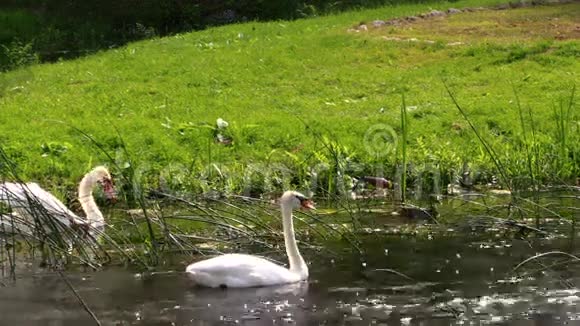 一对天鹅白鸟在河里游泳视频的预览图