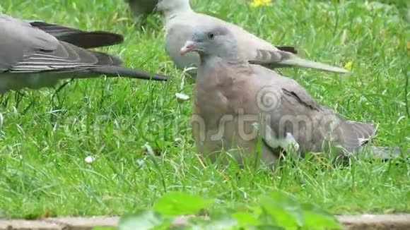 年轻的木鸽或蹲在城市草地上视频的预览图