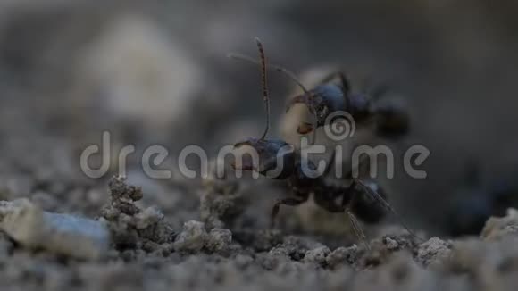 蚂蚁宏视频视频的预览图