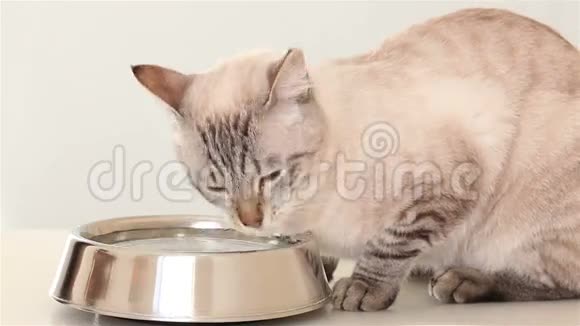 泰国猫喝水视频的预览图
