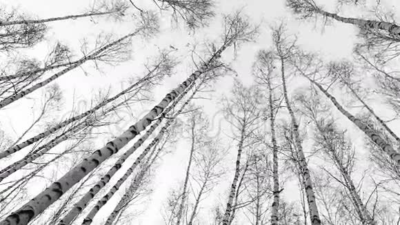 沿着菲什耶河的景色向桦树的顶端望去风吹动着俄罗斯的树干视频的预览图
