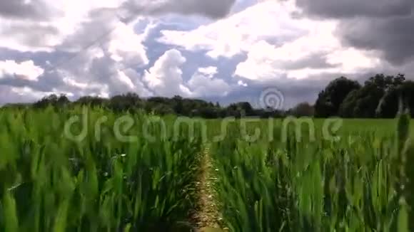 夏季在吲哚麦地之间用相机行走视频的预览图