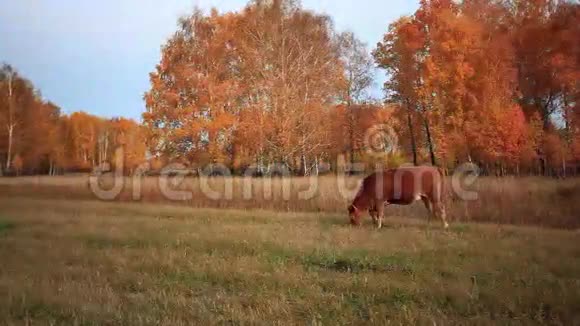 秋天牧场上的牛视频的预览图