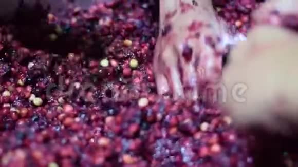 Bignay家庭葡萄酒加工多手粉碎水果视频的预览图