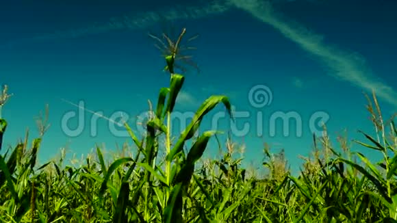 带风的玉米田八月视频的预览图