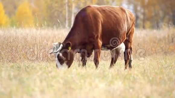 秋天牧场上的牛视频的预览图