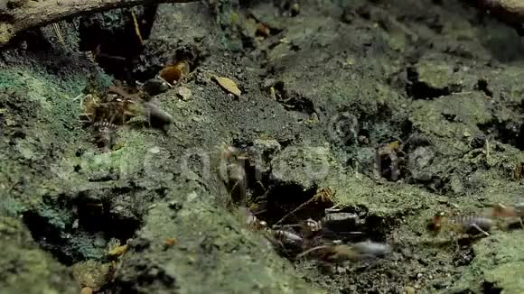 热带雨林中的白蚁视频的预览图
