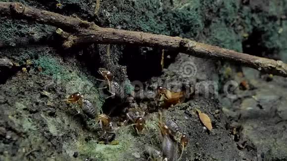 热带雨林中的白蚁视频的预览图