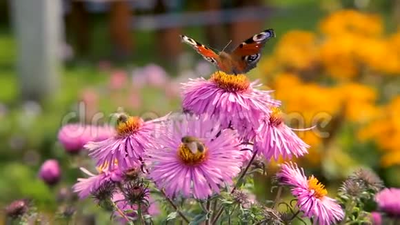 蝴蝶飞过粉红色的花园花视频的预览图