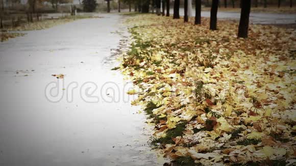 秋天的小巷里有一个大水坑有黄色的叶子和寒冷的雨水视频的预览图